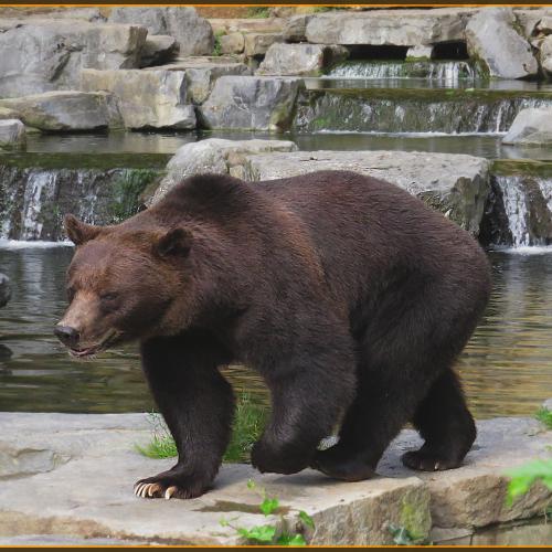 Le parc de Han sur Lesse